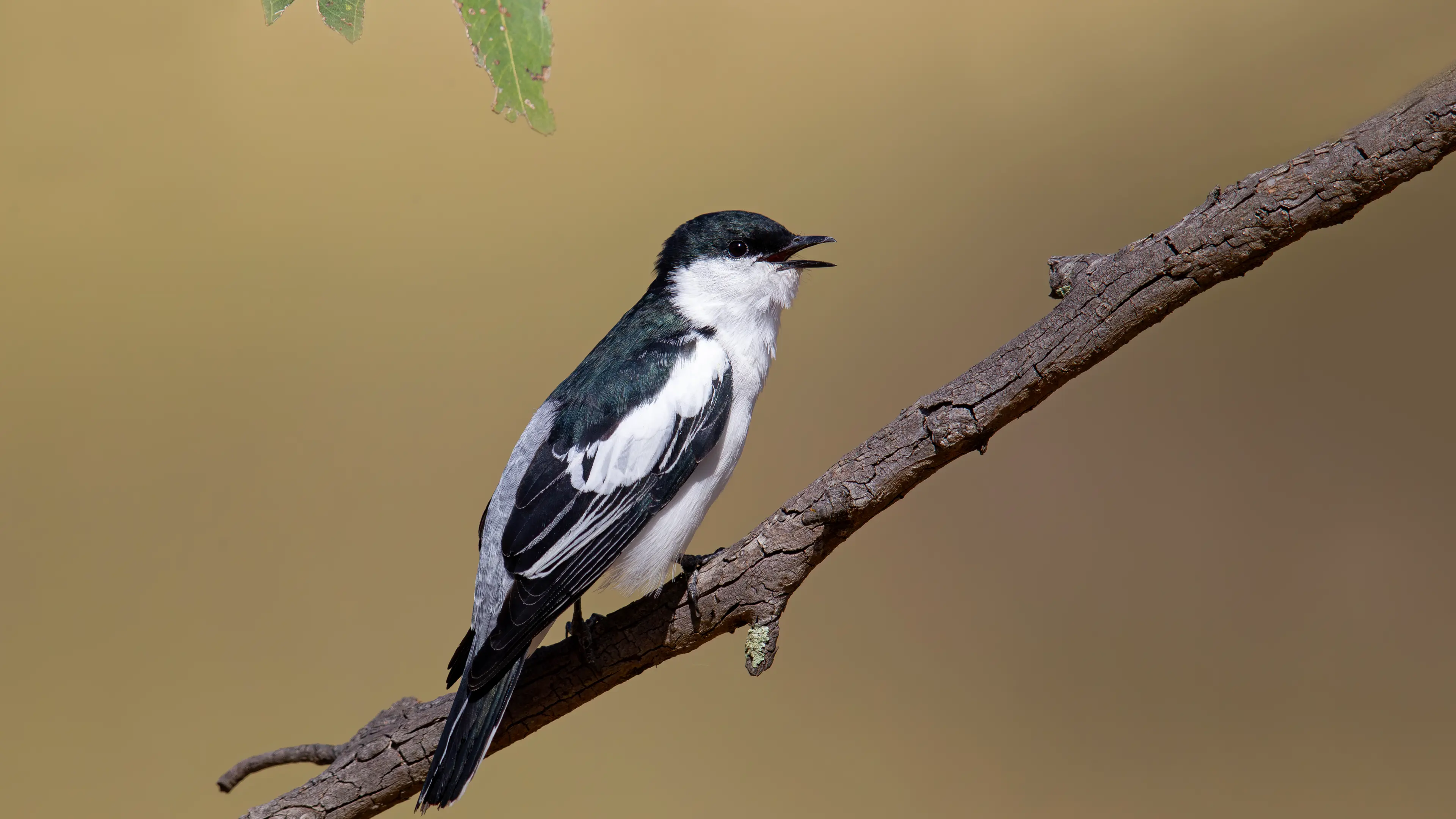 The White-winged Triller – a fine spring songster