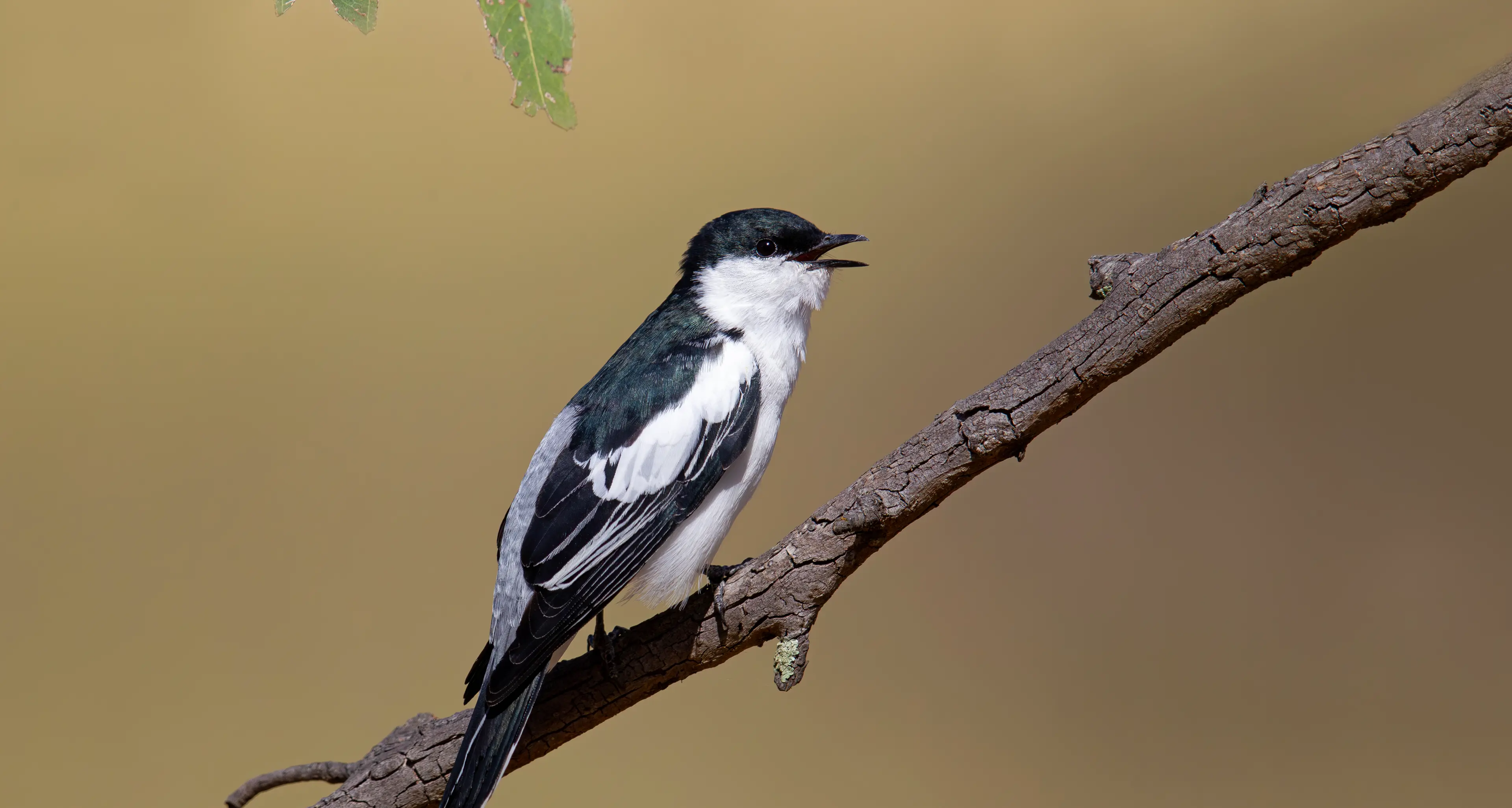 The White-winged Triller – a fine spring songster