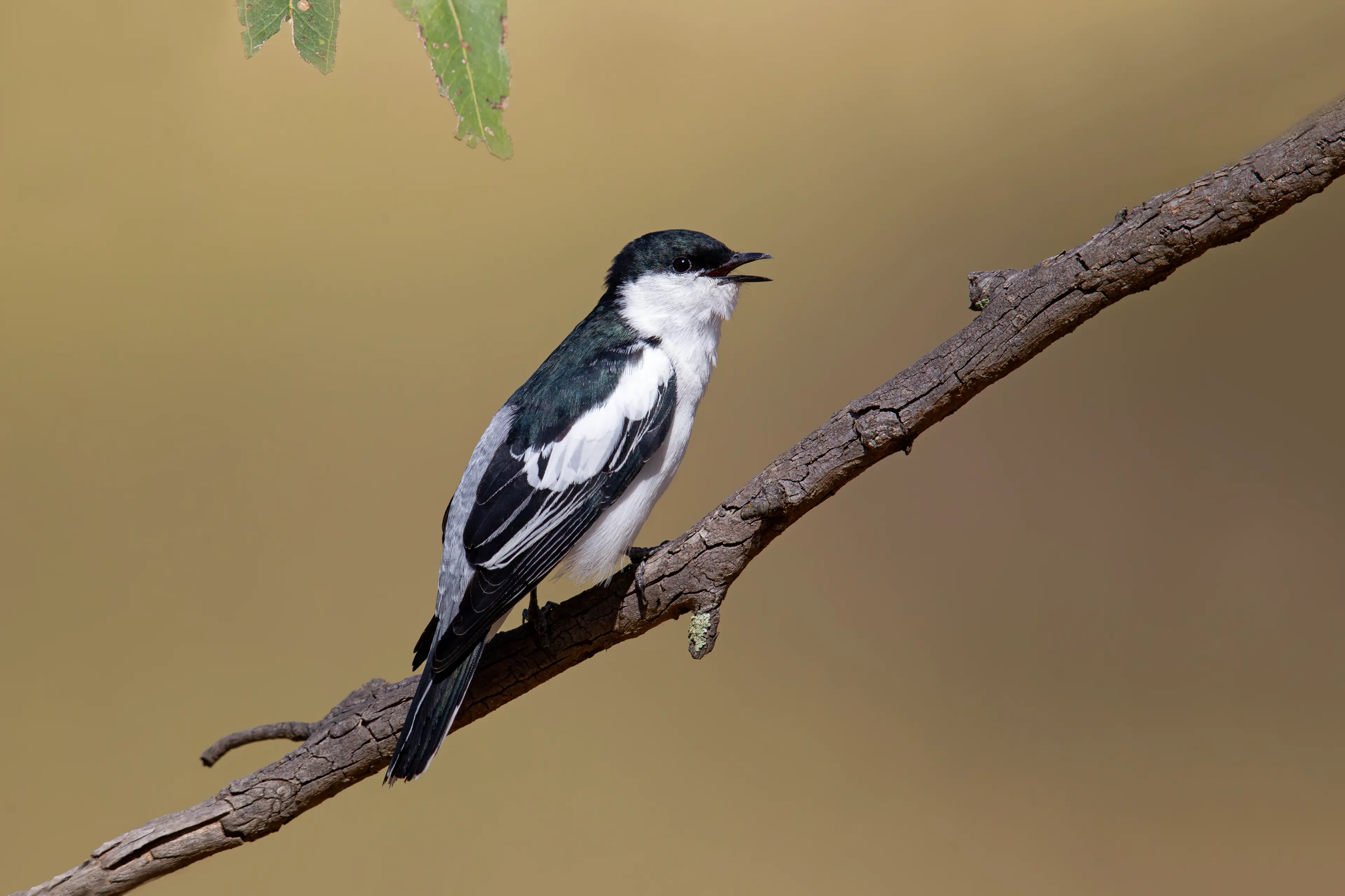 <p>CHIRPY VISITOR: A male White-winged Triller singing its glorious song. PHOTO: Chris Tzaros (Birds Bush and Beyond)</p>\\n