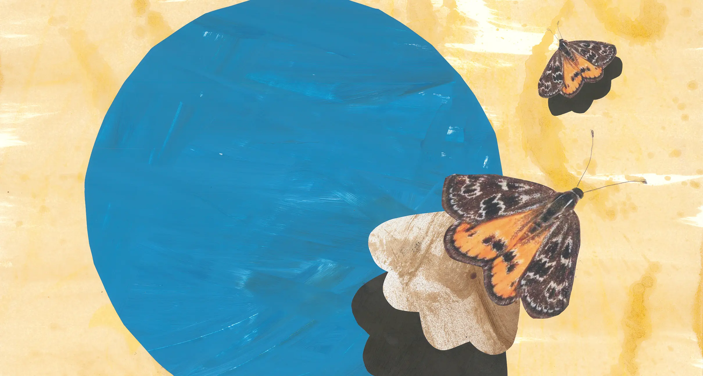 Moths step into the light in new WPACC exhibition