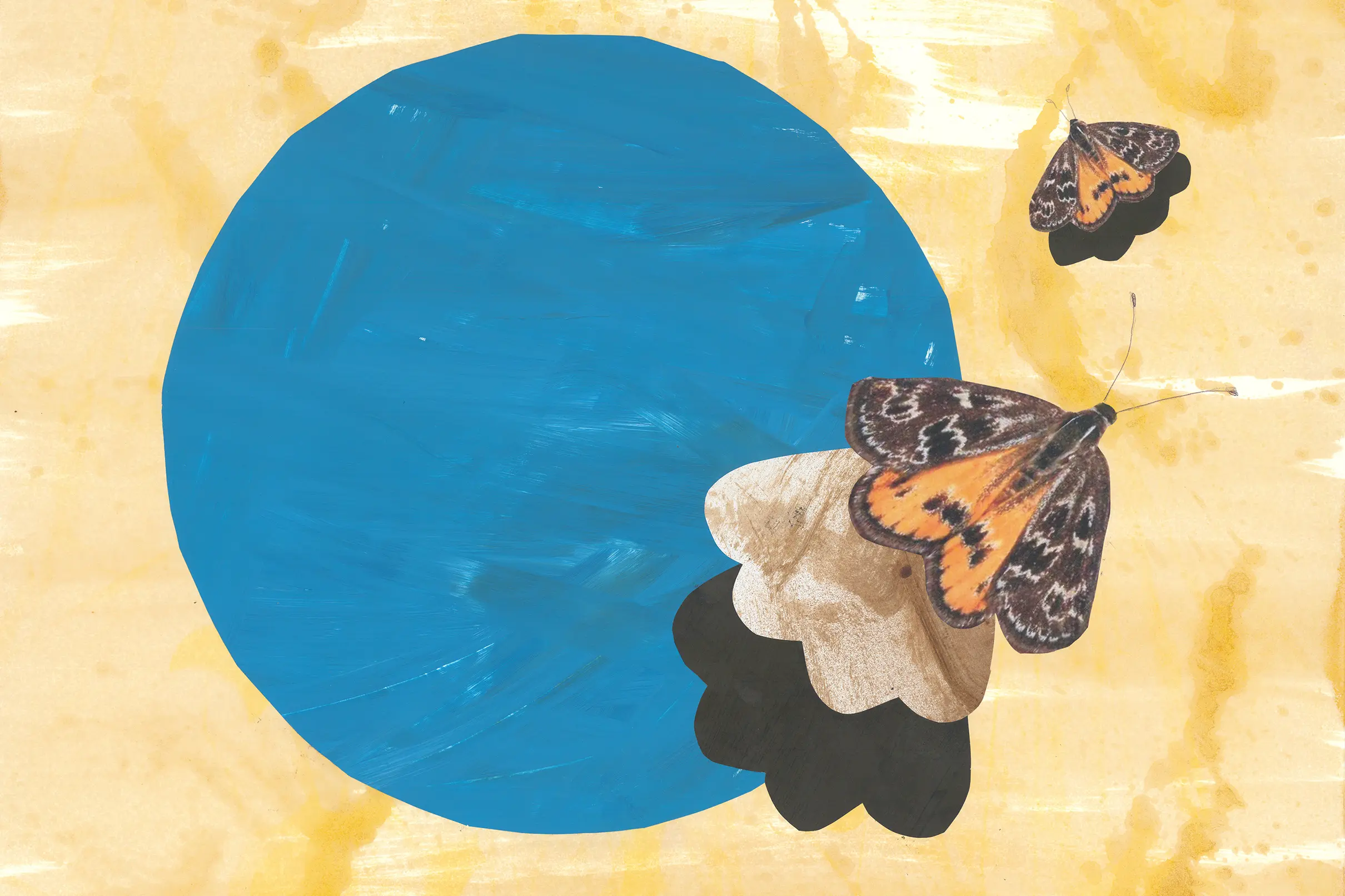 <p>HIDDEN BEAUTY: Albury-based artist Donna Caffrey\\'s exhibition on display in the WPACC Foyer Gallery was inspired by the critically endangered Golden Sun Moth and the Bogong moth.</p>\\n